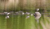 IMG_1904_bentn_dk