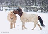 P1180538_bentn_dk