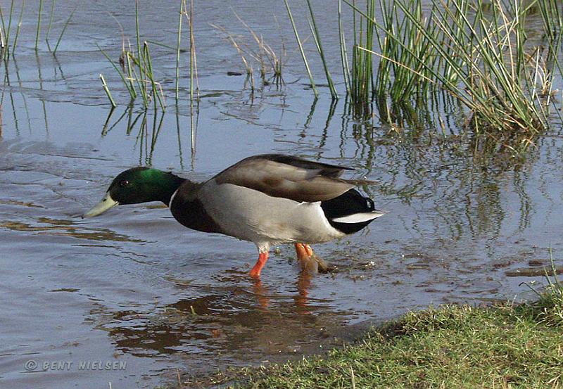 P2048165_bentn_dk.jpg - Her ses en, grønnæbbet gråand ....hannen har jo normalt et gult næb.