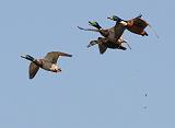 IMG_5690_bentn_dk