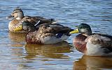 P1010352_bentn_dk