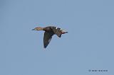 P4103764_bentn_dk