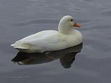 PC145974_bentn_dk