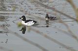 P4144100_bentn_dk