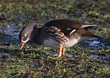 IMG_9218_bentn_dk