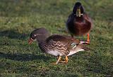 IMG_9232_bentn_dk
