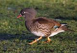 IMG_9234_bentn_dk