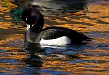 IMG_0889_bentn_dk