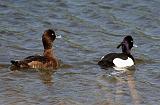 IMG_8072_bentn_dk