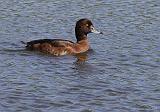 IMG_8102_bentn_dk