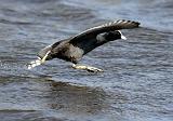 IMG_1932_bentn_dk