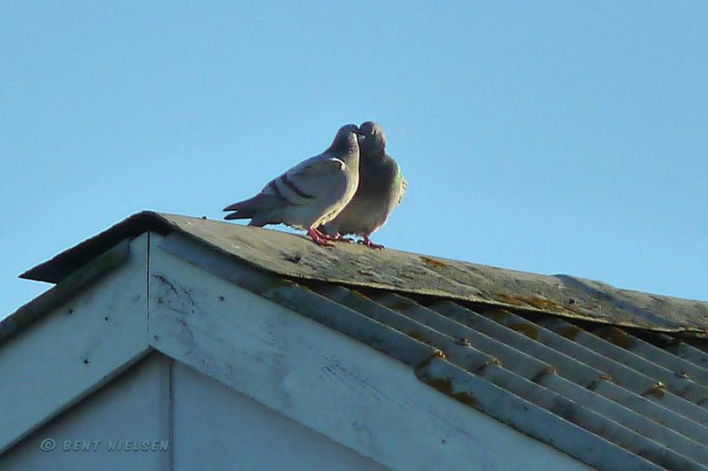 P1120421_bentn_dk.jpg - Det så ud til at et par klippeduer nød at solen atter tittede frem efter flere dage med overskyet vejr    (23 -12-08 Lundtofte)