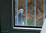P1140202_bentn_dk