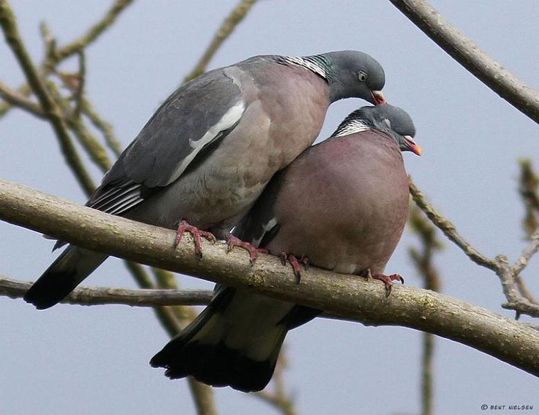 IMG_7624_bentn_dk.jpg - Kollelev Mose.- 25 april 2012.- Love is in the air ;)