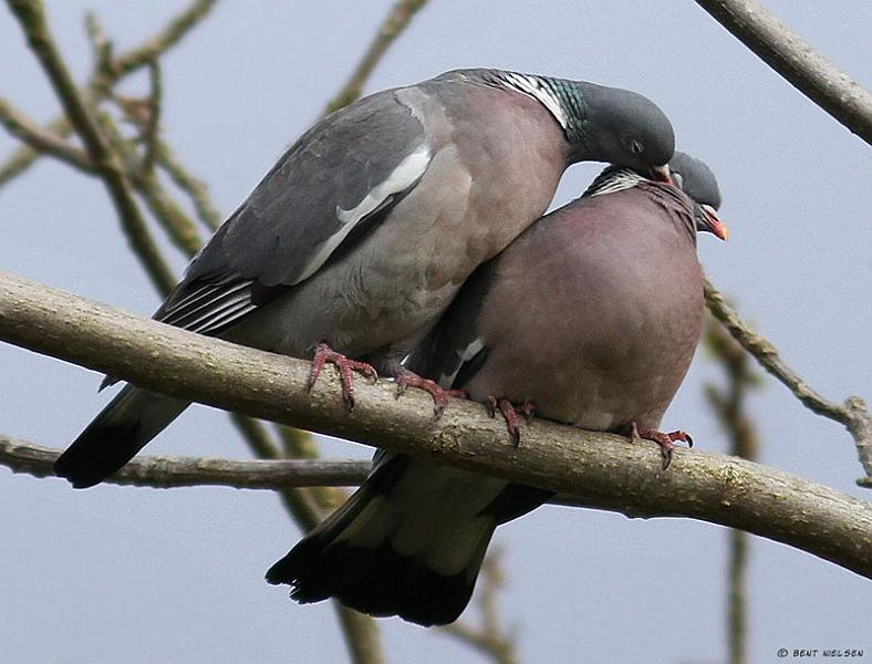 IMG_7626_bentn_dk.jpg - Kollelev Mose.- 25 april 2012.- Love is in the air ;)