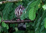 IMG_5093_bentn_dk