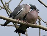 IMG_7626_bentn_dk