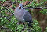 IMG_8140_bentn_dk
