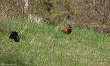IMG_8973_bentn_dk
