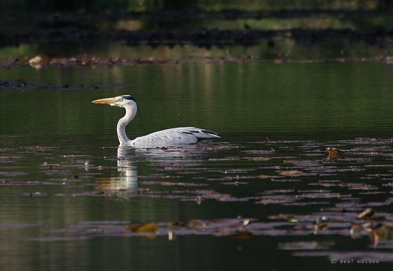 IMG_6305_bentn_dk.jpg - Jærgersborg Dyrehave 20 maj 2010.- Den svømmede rundt i søen, hvor den lidt efter fik fanget en fisk.