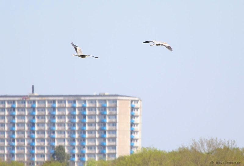 IMG_9967_bentn_dk.jpg - Taget ved Bagsværd Sø den 9 maj 2011.- To flyvende hejre på samme tid ser jeg ikke så tit