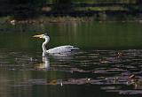 IMG_6305_bentn_dk