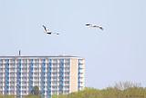 IMG_9967_bentn_dk