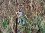 P1110059_bentn_dk