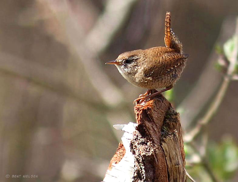 IMG_6546_bentn_dk.jpg - 23 april 2012, Lundtofte