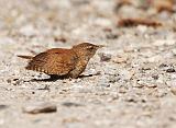 IMG_3553_bentn_dk