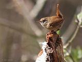 IMG_6546_bentn_dk