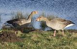 P3060704_bentn_dk
