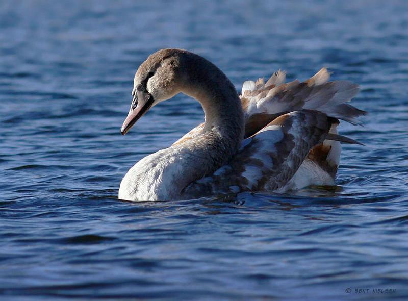 IMG_8716_bentn_dk.jpg - 26 oktober 2012.- Gentofte Sø