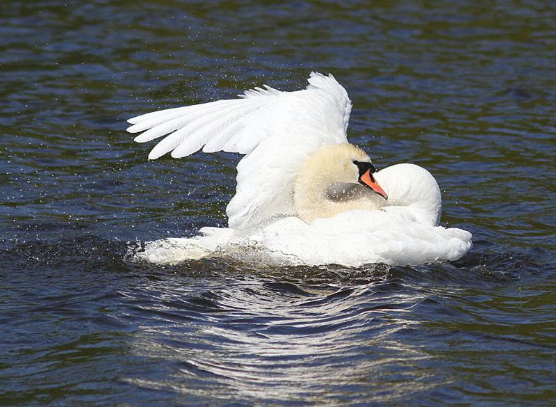 IMG_9473_bentn_dk.jpg - Jægersborg Dyrehave / Hjortekær.- 1 maj 2012