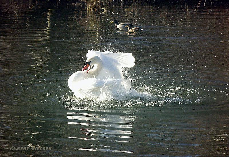 P2148524_bentn_dk.jpg - Raadvad (Stampedam) 14-02 2008