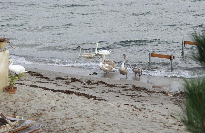 PB074682_bentn_dk.jpg - Øresund 07-11 2007.- Billedet er taget oppe fra strandvejen.