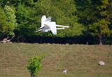 IMG_9578_bentn_dk