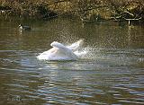 P2148525_bentn_dk
