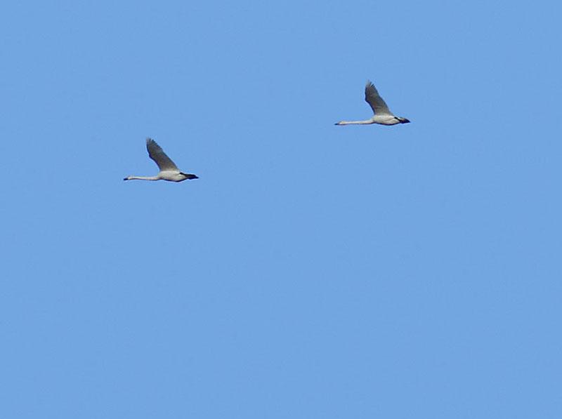 IMG_9095_bentn_dk.jpg - 27 oktober 2012.- Lundtofte
