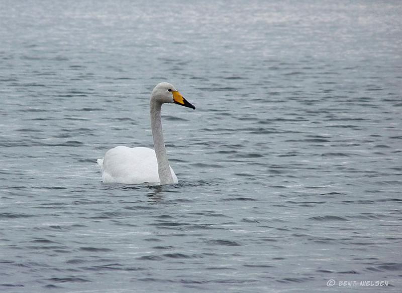 P1430485_bentn_dk.jpg - Furesøen 24 december 2009