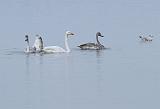 IMG_3424_bentn_dk