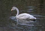 IMG_8388_bentn_dk