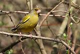 IMG_0189_bentn_dk