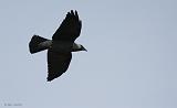 IMG_6885_bentn_dk