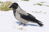 P3191804_bentn_dk
