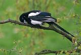 IMG_8007_bentn_dk