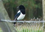 P1030011_bentn_dk