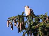 IMG_3403_bentn_dk