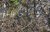 IMG_8815_bentn_dk