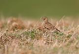 IMG_2869_bentn_dk